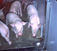 grise.jpg - 7012 Bytes